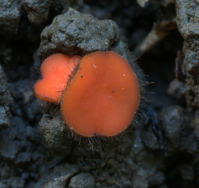 Scutellinia trechispora